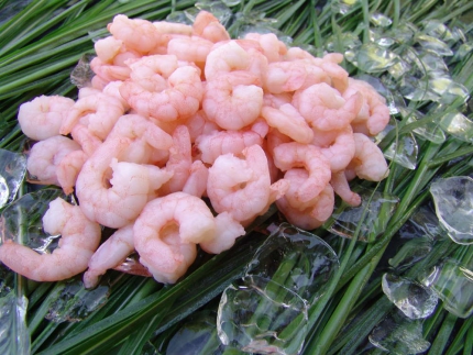 1 kg Bt. Cocktailshrimps gek. TK geschält 80/120er (Panaeus spp.)