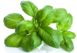 100 g Schale Basilikum ISR, NLD, ITA, HKL II